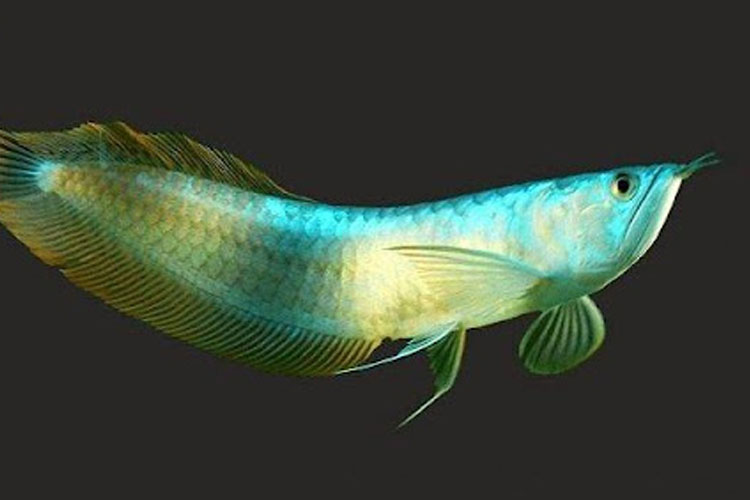 Eksotisme Arwana, Ikan Air Tawar Purba yang Nyaris Punah