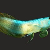 Eksotisme Arwana, Ikan Air Tawar Purba yang Nyaris Punah