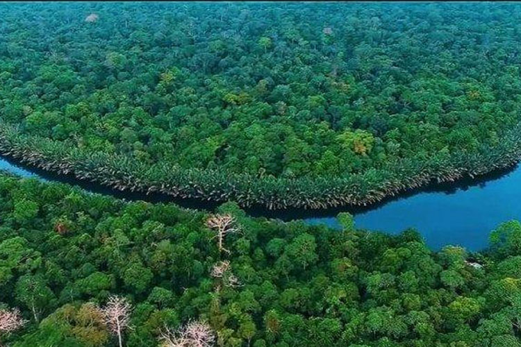 32 Persen Hutan di Jambi Masuk Kawasan Konservasi Nasional
