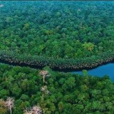 32 Persen Hutan di Jambi Masuk Kawasan Konservasi Nasional