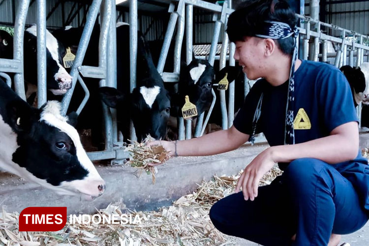 sapi-perah.jpg
