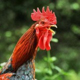 Ayam Pelung, Warisan Cianjur Bernilai Puluhan Juta yang Kontesnya Kini Jadi Agenda Tahunan