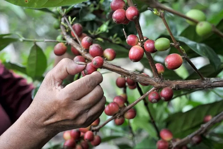 Kalimantan Timur Angkat Kopi Liberika Jadi Komoditas Unggulan