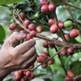 Kalimantan Timur Angkat Kopi Liberika Jadi Komoditas Unggulan