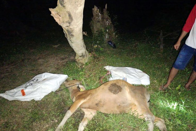 Seekor sapi milik warga di Kabupaten Kepulauan Mentawai mati yang diduga terjangkit virus jembrana. (FOTO: Antara/HO-HO-Jonathan)