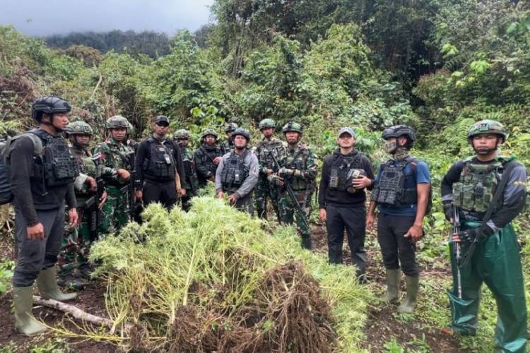 Tim gabungan menemukan empat kebun ganja di Kampung Aldom, Distrik Oksibil, Kabupaten Pegunungan Bintang, Papua Pegunungan, Selasa (23/9/2025). (Foto: Pendam XVII Cenderawasih)