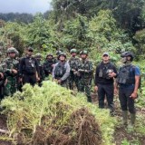 Disamarkan dengan Jagung dan Sawi, 297 Batang Ganja Terungkap di Papua