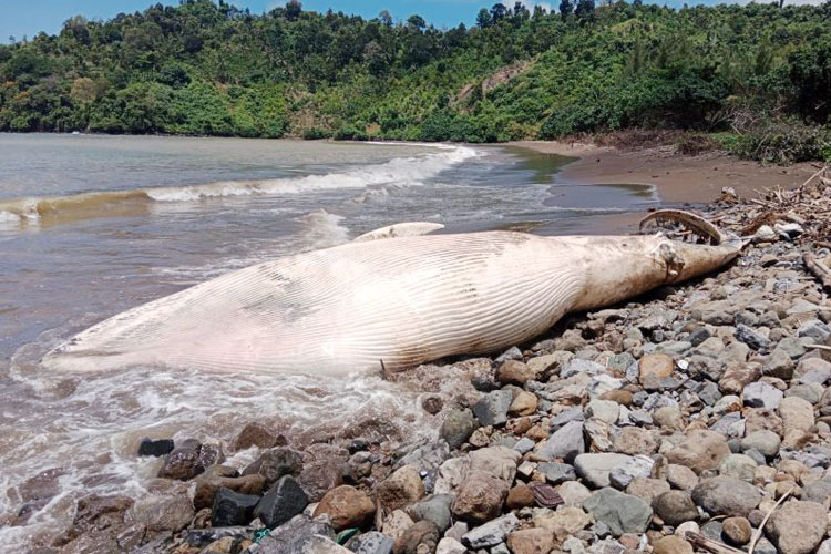 Bangkai paus balin (Balaenoptera sp.) ditemukan terdampar di Pantai Nglarap, Tulungagung, (FOTO: Antara/HO - Foto warga)
