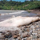 Paus Balin Sepanjang 7 Meter Terdampar Mati di Pantai Nglarap Tulungagung