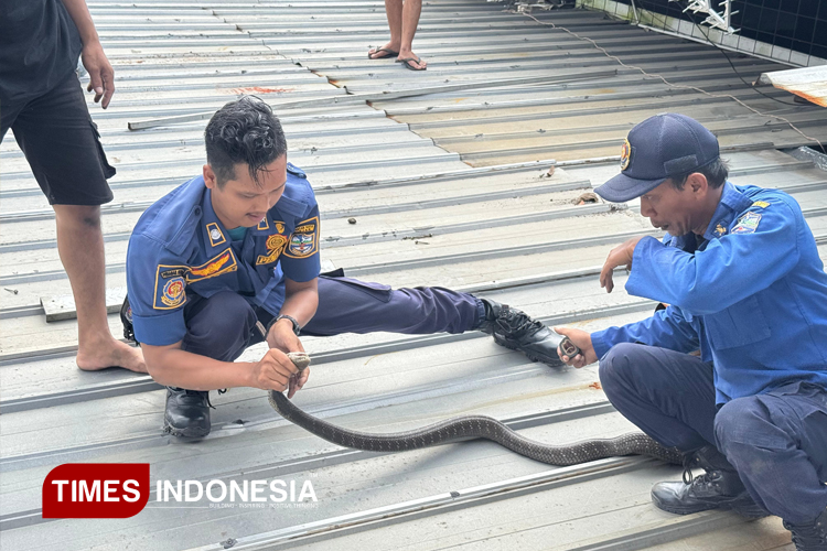 Damkar Kota Banjar Tangkap King Cobra Sepanjang 2,5 Meter dari Rumah Warga