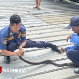 Damkar Kota Banjar Tangkap King Cobra Sepanjang 2,5 Meter dari Rumah Warga