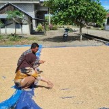 Capai 1.700 Ton, Serapan Gabah Petani oleh Bulog Maluku-Malut Lampaui Target