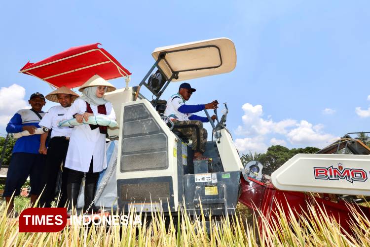 Harga Gabah Melejit, Petani Banyuwangi Riang Gembira