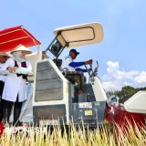 Harga Gabah Melejit, Petani Banyuwangi Riang Gembira