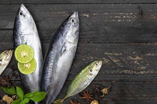 Ikan-cakalang.jpg
