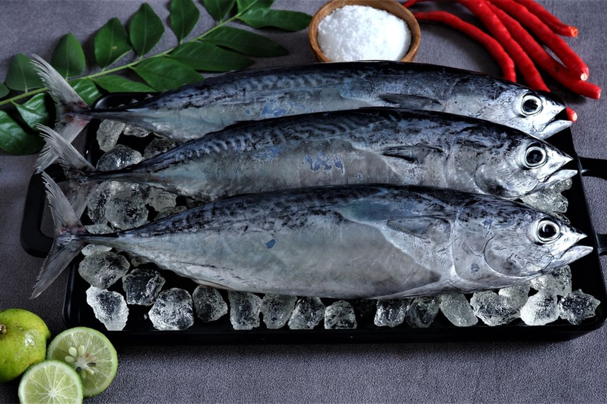 Ikan-tongkol.jpg