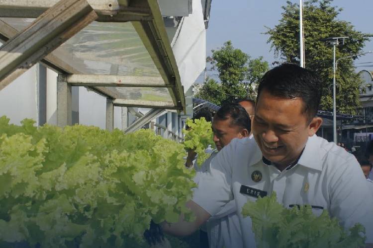 Panen Hidroponik Lapas Cianjur, Keterbatasan Lahan Tak Halangi Komitmen Ketahanan Pangan