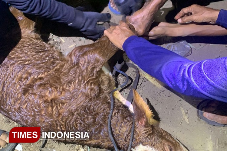 Anak Sapi Limosin di Bondowoso Jatuh di Sumur Sedalam 15 Meter Berhasil Dievakuasi Hidup-hidup
