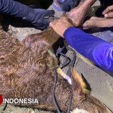 Anak Sapi Limosin di Bondowoso Jatuh di Sumur Sedalam 15 Meter Berhasil Dievakuasi Hidup-hidup