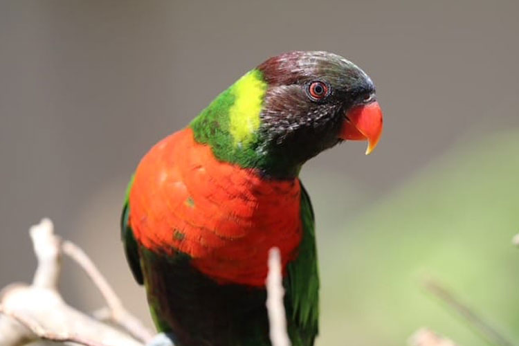 Taman Safari Bali secara resmi meluncurkan Lorikeet Breeding Center yang fokus pada pembiakan Perkici Dada Merah. (Foto: Taman Safari Bali for TIMES Indonesia)