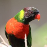 Lestarikan Perkici Dada Merah yang Terancam Punah, Taman Safari Bali Resmikan Lorikeet Breeding Center