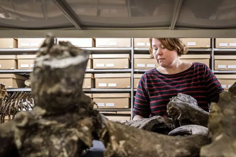 Fosil manusia purba koleksi ilmuwan Eugene Dubois yang saat ini dikelola Pusat Keanekaragaman Hayati Naturalis di Leiden akan dikembalikan ke Indonesia. (Foto: AFP/BBC)