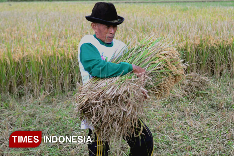 Ilustrasi- Petani melakukan panen padi. (Foto: Aditya Hendra/TIMES Indonesia)