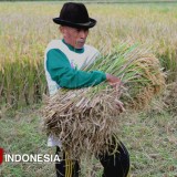 Panen Gadu Dimulai, Bulog Janji Lindungi Petani dan Jaga Harga Gabah