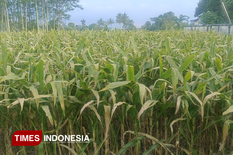 Pemerintah Kabupaten Bondowoso mulai melakukan validasi penerima pupuk bersubsidi agar tepat sasaran dan sesuai peruntukannya (FOTO: Ilustrasi oleh Moh Bahri/TIMES Indonesia)