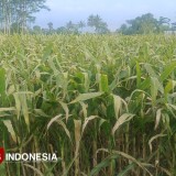 Dinas Pertanian Bondowoso Lakukan Validasi Penerima Pupuk Bersubsidi Agar Tepat Sasaran