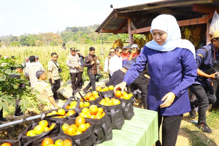Petani-Tomat-Madiun-2.jpg