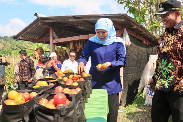 Petani-Tomat-Madiun-3.jpg