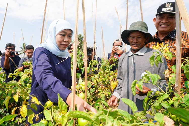 Gubernur Khofifah saat melakukan penyerapan 1,3 ton tomat di Desa Kare, Kabupaten Madiun, Jumat (26/9/2025). (Foto: Dok. Humas Pemprov Jatim)