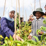 Stabilkan Harga, Gubernur Khofifah Minta Bupati dan Wali Kota Serap Tomat Petani