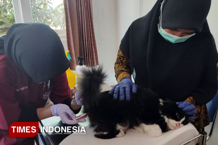 Salah satu hewan peliharaan sedang mengikuti program Go-Cat + R. (FOTO: drh Nanang for TIMES Indonesia)