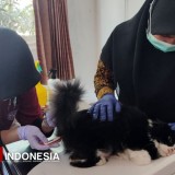 Banyuwangi Targetkan Daerah Bebas Rabies Lewat Vaksinasi Massal