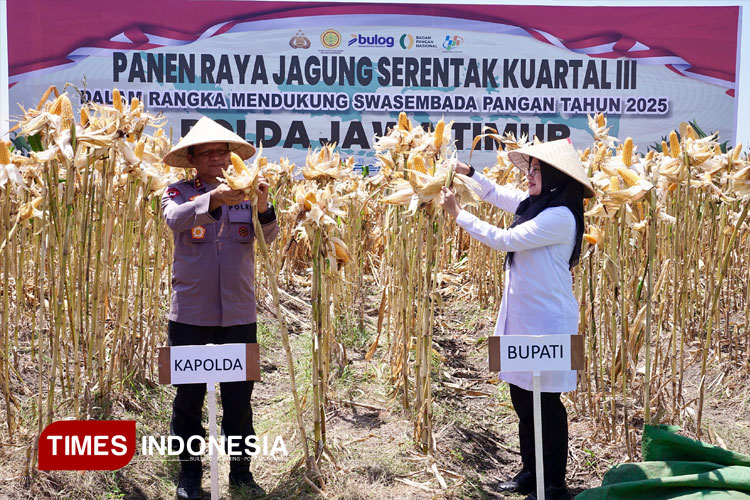 Dukung Swasembada Pangan Nasional, Kapolda dan Bupati Ipuk Panen Raya Jagung di Banyuwangi