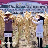 Dukung Swasembada Pangan Nasional, Kapolda dan Bupati Ipuk Panen Raya Jagung di Banyuwangi