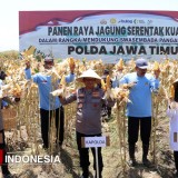 Panen Raya 1.445 Ton Jagung di Banyuwangi Dikawal Kapolda Jatim
