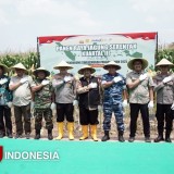 Panen Raya Jagung di Jombang, Bupati Warsubi Tegaskan Sinergi Jadi Kunci Ketahanan Pangan