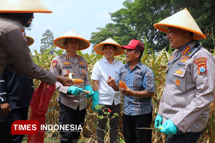 Polresta Malang Kota Gelar Panen Raya Jagung Kuartal III 2025
