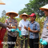Polresta Malang Kota Gelar Panen Raya Jagung Kuartal III 2025
