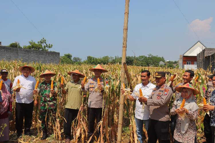 Jajaran Polres Probolinggo Kota saat melakukan panen jagung di Kelurahan Curah Grinting, Kecamatan Kanigaran, Kota Probolinggo. (Foto: Humas Polres Probolinggo Kota For TIMES Indonesia)
