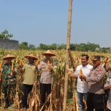 Polres Probolinggo Kota Gandeng Petani Panen Raya, Dorong Swasembada Pangan
