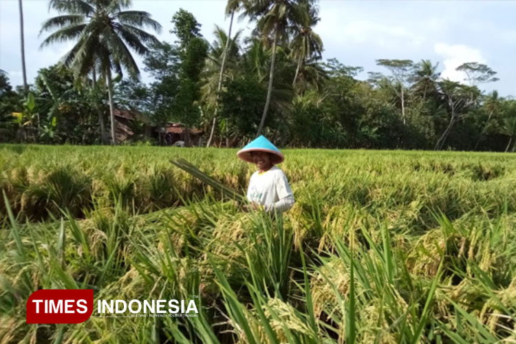 Ilsutrasi - Panen Padi (FOTO: TIMES Indonesia)
