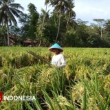 Produksi Padi Kalsel Diproyeksikan Tembus 1,2 Juta Ton di Akhir 2025