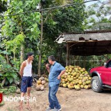 Pencurian Kelapa di Glagah Banyuwangi Berujung Pembacokan, Polisi Buru Pelaku