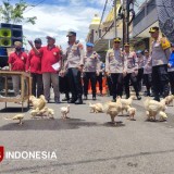 Demo Lepas Ayam, Peternak Lamongan Gugat Regulasi dan Sidak Gelap