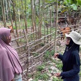 Muara Komam: Menyulam Asa di Koridor Transmigrasi, Menyongsong IKN