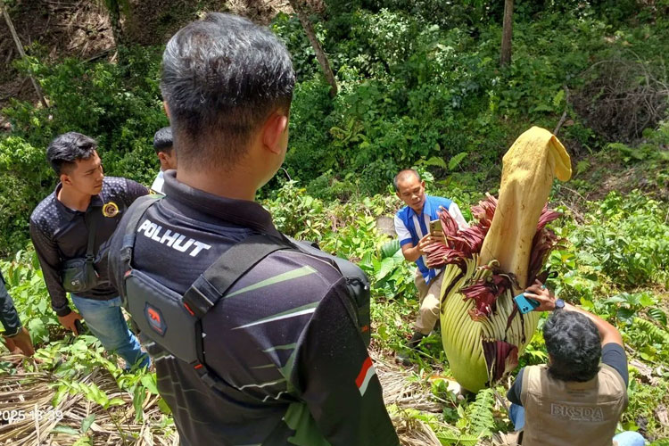 Petugas BKSDA Sumbar sedang melihat secara dekat bunga bangkai. (FOTO: ANTARA/HO-BKSDA Sumbar.)